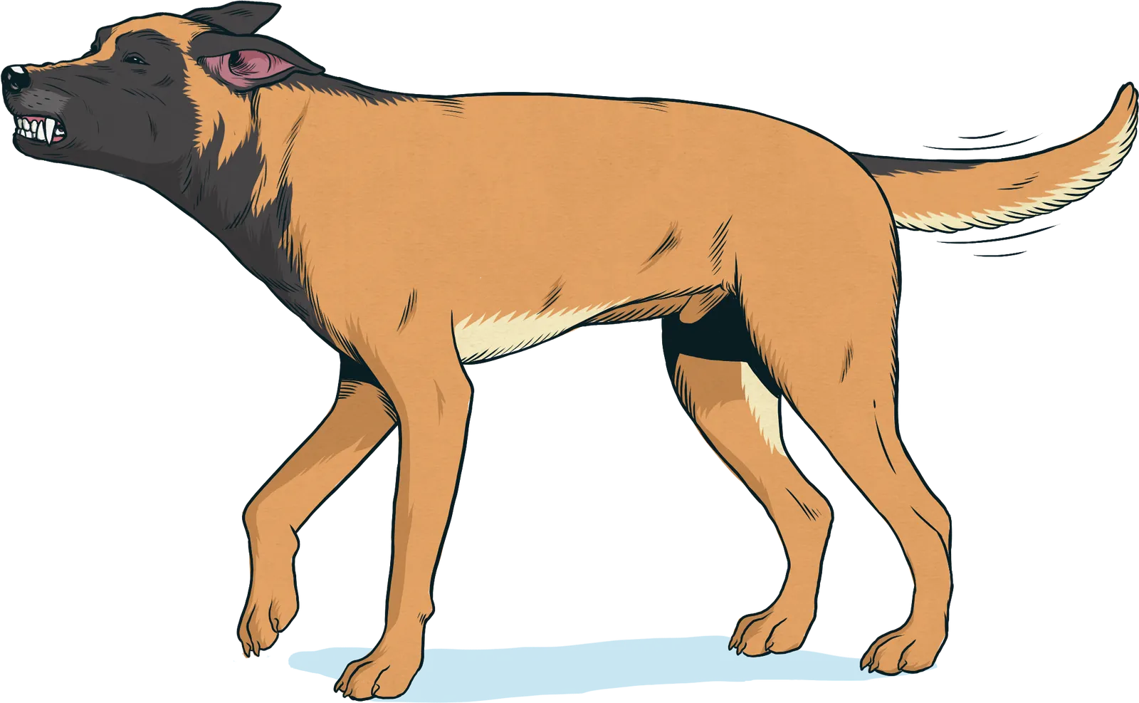 Perro sonriendo: enseña los dientes con los belfos retraídos y el cuerpo relajado
